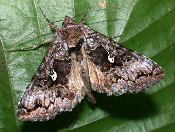 Syngrapha interrogationis L. adulte - �Philippe Mothiron