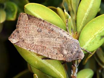 Conistra intricata Bsdv. adulte - �Daniel Morel