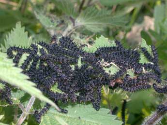  Chenille de Aglais io L. - �Philippe Mothiron