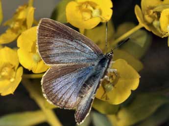 Glaucopsyche iolas O. adulte - �Daniel Morel