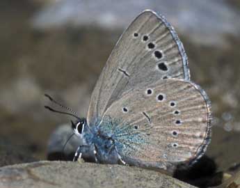 Glaucopsyche iolas O. adulte - �Tristan Lafranchis