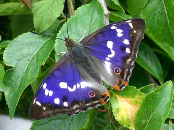 Apatura iris L. adulte - �Serge Wambeke