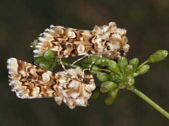 Hadena irregularis Hfn. adulte - �Daniel Morel