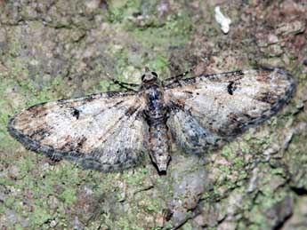 Eupithecia irriguata Hb. adulte - �J�r�me Barbut