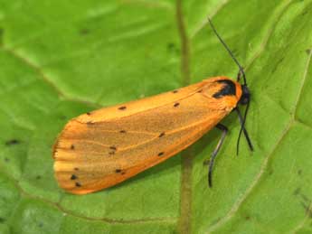 Setina irrorella L. adulte - �Philippe Mothiron