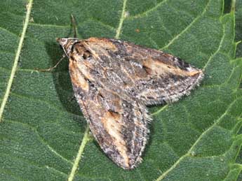 Chesias isabella Schaw. adulte - �Philippe Mothiron