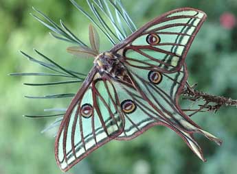 Graellsia isabellae Grlls adulte - �David Demerges