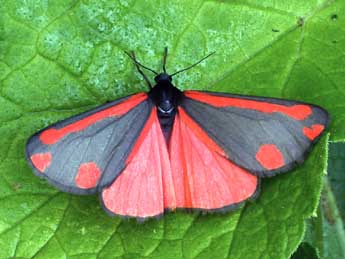 Tyria jacobaeae L. adulte - �Daniel Morel