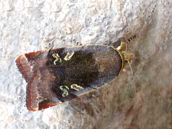 Noctua janthe Bkh. adulte - �Daniel Morel