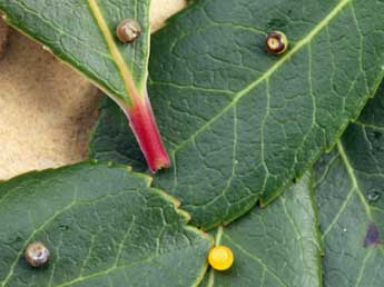  Oeuf de Charaxes jasius L. - �Daniel Morel