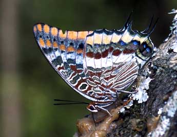 Charaxes jasius L. adulte - �Tristan Lafranchis