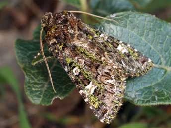 Valeria jaspidea Vill. adulte - �Daniel Morel