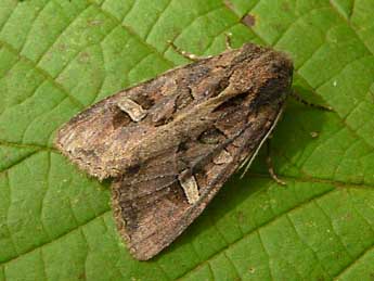 Trigonophora jodea H.-S. adulte - �Wouter Moerland