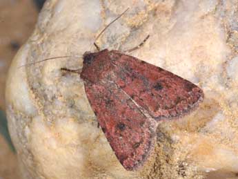 Xestia jordani Trti adulte - �Philippe Mothiron