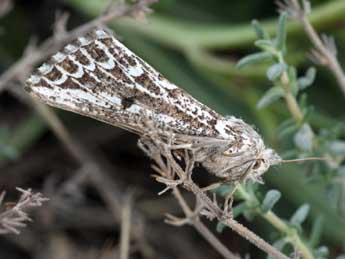 Compsoptera jourdanaria Serres adulte - �Daniel Morel