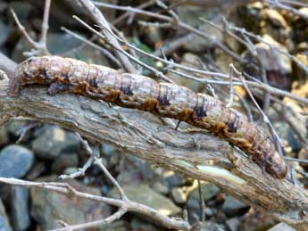  Chenille de Compsoptera jourdanaria Serres - �Daniel Morel