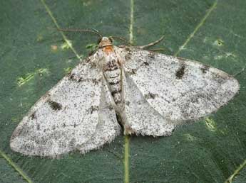 Alcis jubata Thnbg adulte - �David Demerges