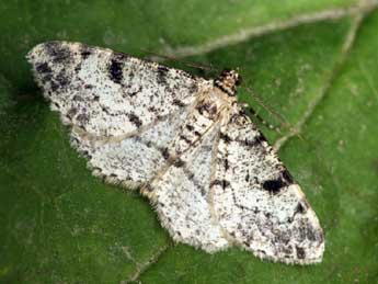 Alcis jubata Thnbg adulte - �Daniel Morel