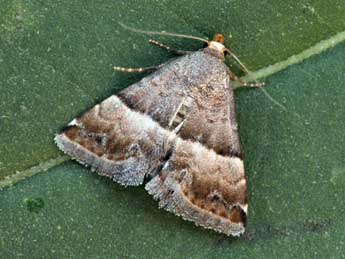 Odice jucunda Hb. adulte - �Daniel Morel