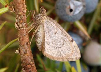 Thera juniperata L. adulte - �Daniel Morel