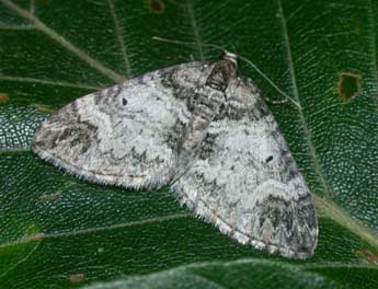 Perizoma juracolaria Whrl. adulte - �Philippe Mothiron