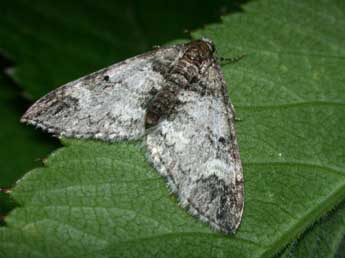 Perizoma juracolaria Whrl. adulte - �Philippe Mothiron