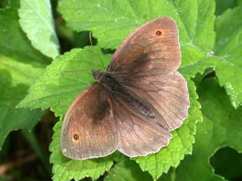 Maniola jurtina L. adulte - �Philippe Mothiron