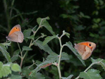 Maniola jurtina L. adulte - �Philippe Mothiron