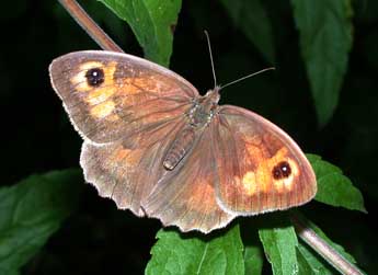 Maniola jurtina L. adulte - �Philippe Mothiron