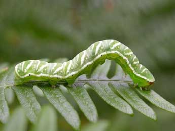  Chenille de Callopistria juventina Stoll - �Jean-Jacques Milan