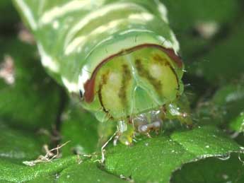  Chenille de Callopistria juventina Stoll - �Philippe Mothiron