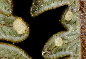  Oeuf de Callopistria juventina Stoll - �Philippe Mothiron