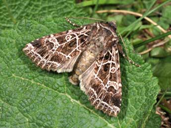 Sideridis kitti Schaw. adulte - �Philippe Mothiron