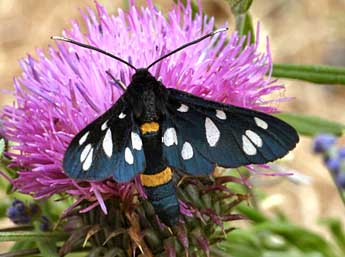 Syntomis quercii Vty adulte - �Daniel Morel