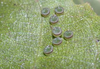  Oeuf de Arctornis l-nigrum M�ller - �Philippe Mothiron