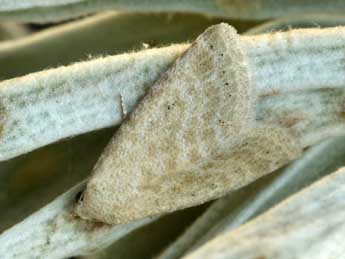 Rhypagla lacernaria Hb. adulte - �Daniel Morel