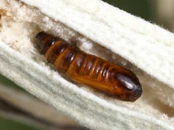  Chrysalide de Rhypagla lacernaria Hb. - �Lionel Taurand