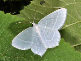 Jodis lactearia L. adulte - �Philippe Mothiron