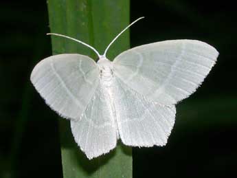 Jodis lactearia L. adulte - �Philippe Mothiron