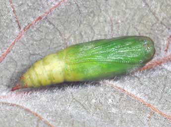  Chrysalide de Jodis lactearia L. - �Philippe Mothiron