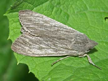 &copy;Philippe Bachelard. Cucullia lactucae D. & S.