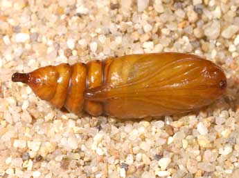  Chrysalide de Cucullia lactucae D. & S. - �Lionel Taurand