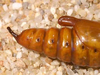  Chrysalide de Cucullia lactucae D. & S. - �Lionel Taurand