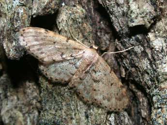 Idaea laevigata Scop. adulte - �Philippe Mothiron