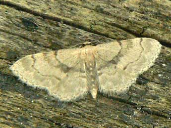 Idaea laevigata Scop. adulte - �Olivier Pineau