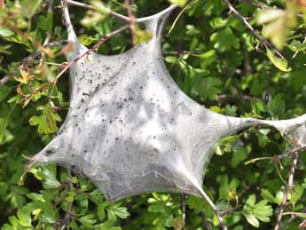  Chenille de Eriogaster lanestris L. - �Philippe Mothiron