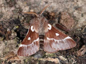 Eriogaster lanestris L. adulte - �Samuel Ducept