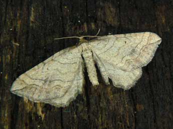 Coenocalpe lapidata Hb. adulte - �Olivier Pineau