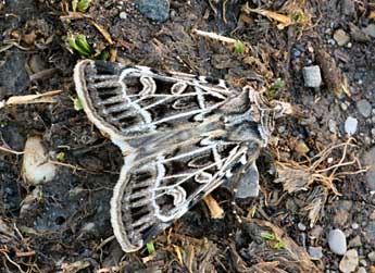 Chersotis larixia Gn. adulte - �Daniel Morel