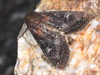 Apamea lateritia Hfn. adulte - �Philippe Mothiron